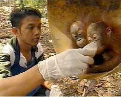 Jonge orang utans worden gevoed in Wanariset | Foto: Stichting BOS